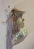 261081 – Photo : Catherine Reymonet-Smitten – France (19)